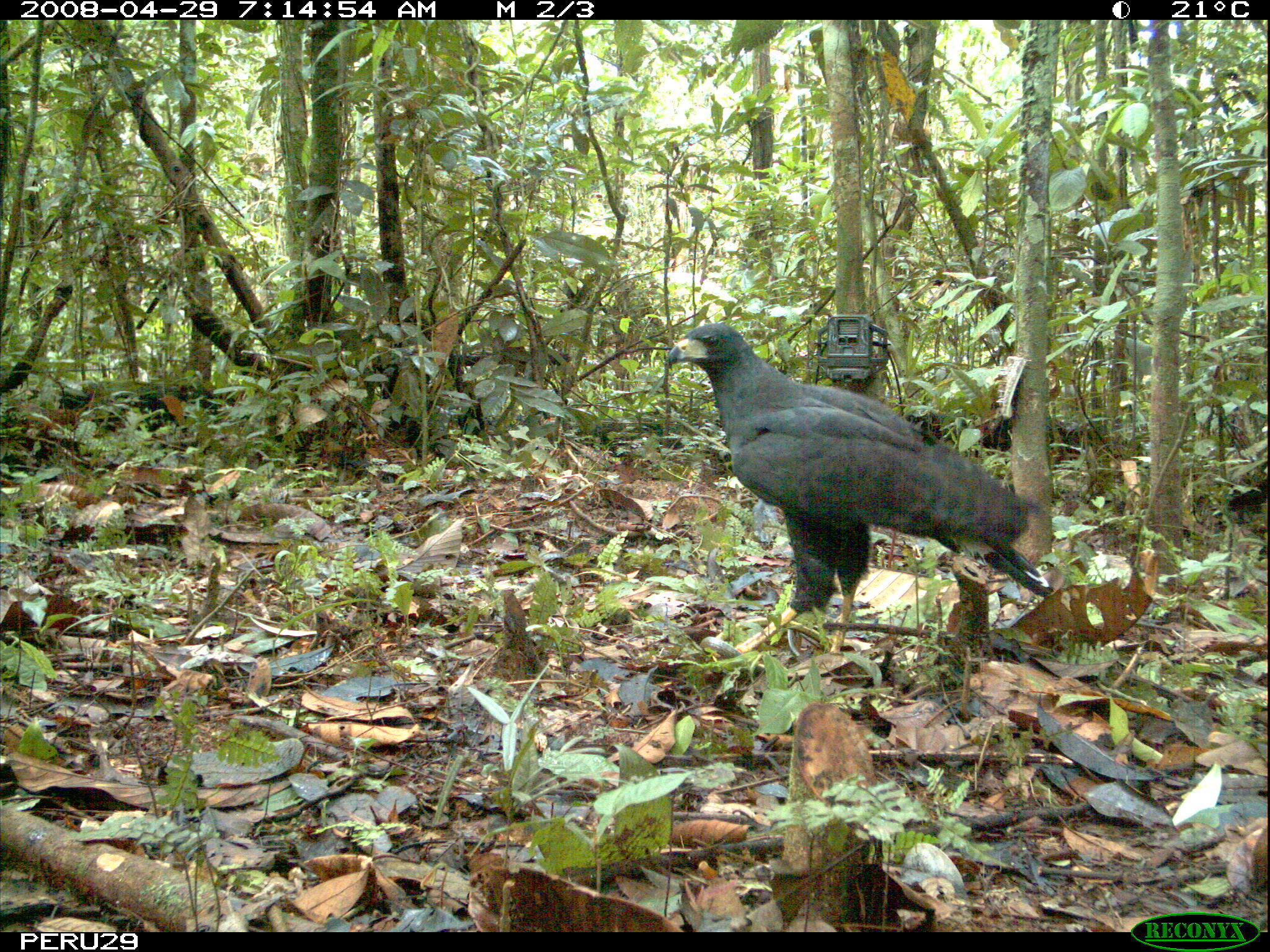 Image of Great Black Hawk