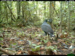 Image of Great Black Hawk