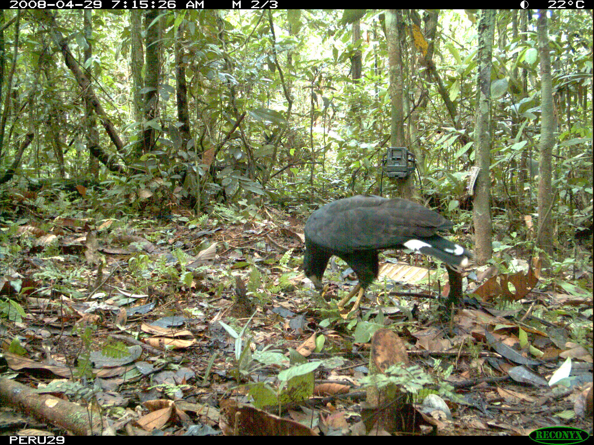 Image of Great Black Hawk