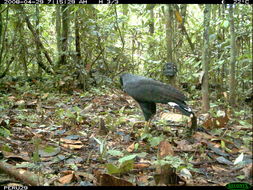 Image of Great Black Hawk