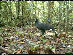 Image of Great Black Hawk