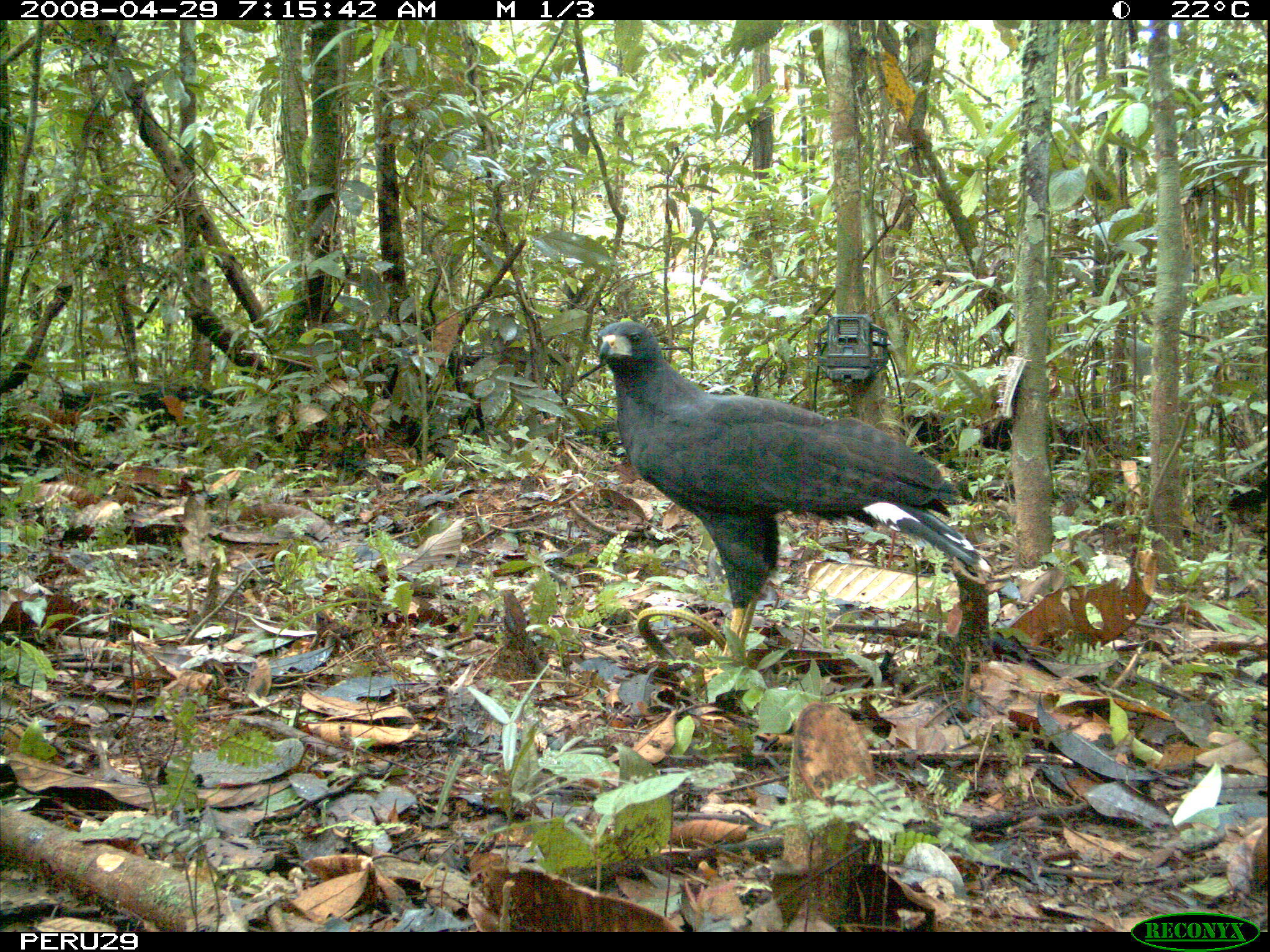 Image of Great Black Hawk