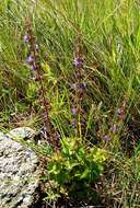 Слика од Plectranthus bojeri (Benth.) Hedge