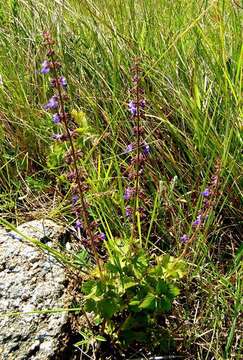 Слика од Plectranthus bojeri (Benth.) Hedge