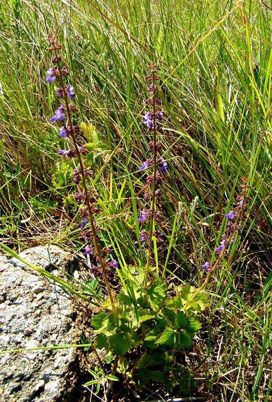 Слика од Plectranthus bojeri (Benth.) Hedge