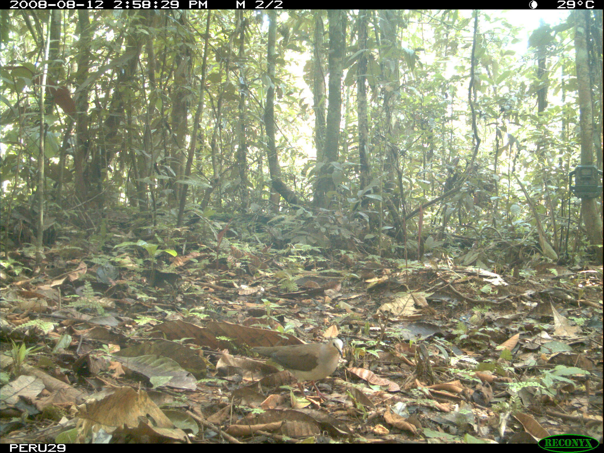 Image of Gray Fronted Dove