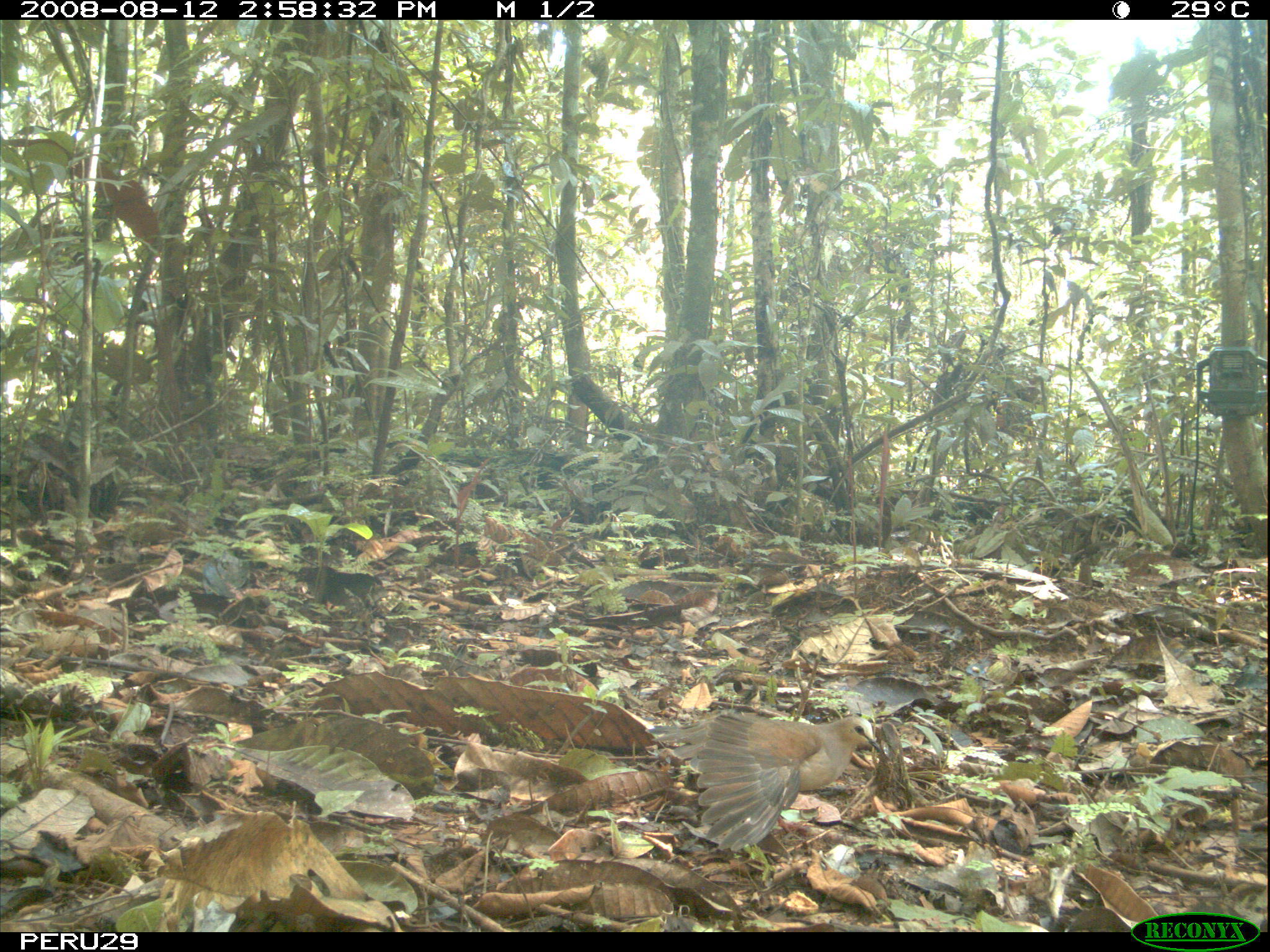 Image of Gray Fronted Dove