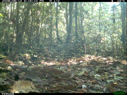 Image of Gray Fronted Dove