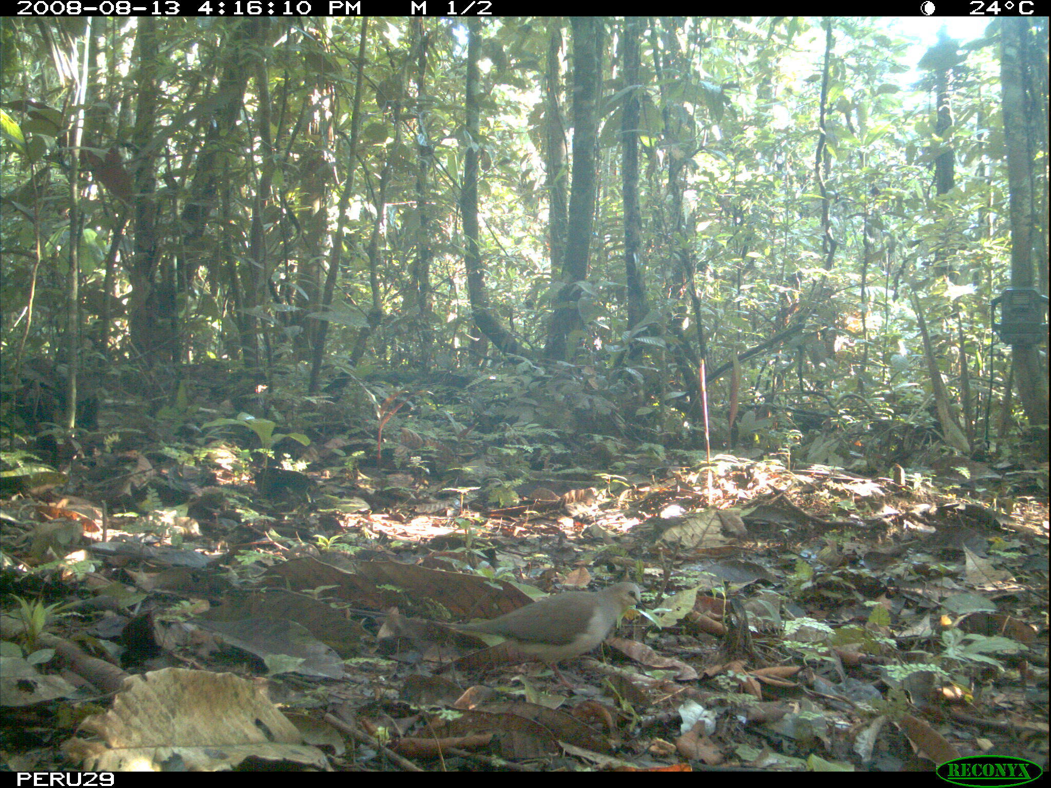 Image of Gray Fronted Dove