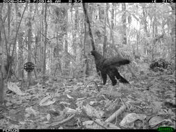 Image of Great Black Hawk