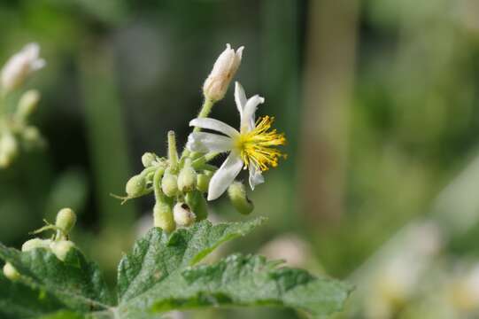 Image of Mountain stock-rose