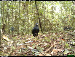 Image of Great Black Hawk