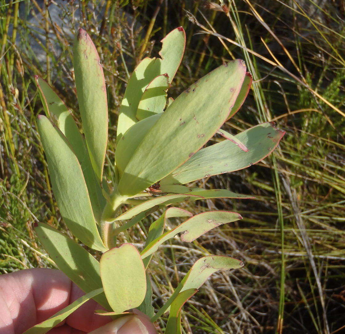 Image of Spicy conebush