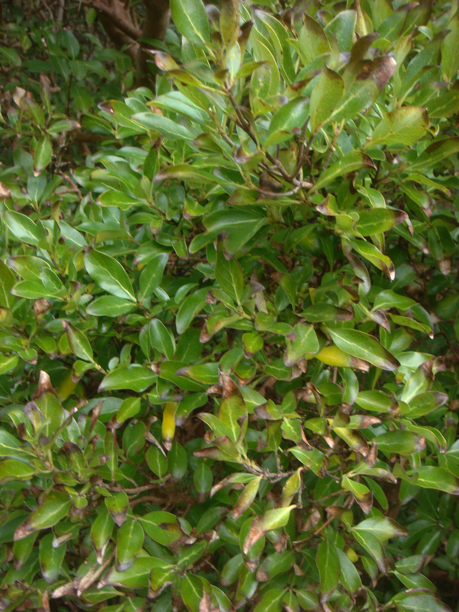 Image of Coprosma chathamica Cockayne