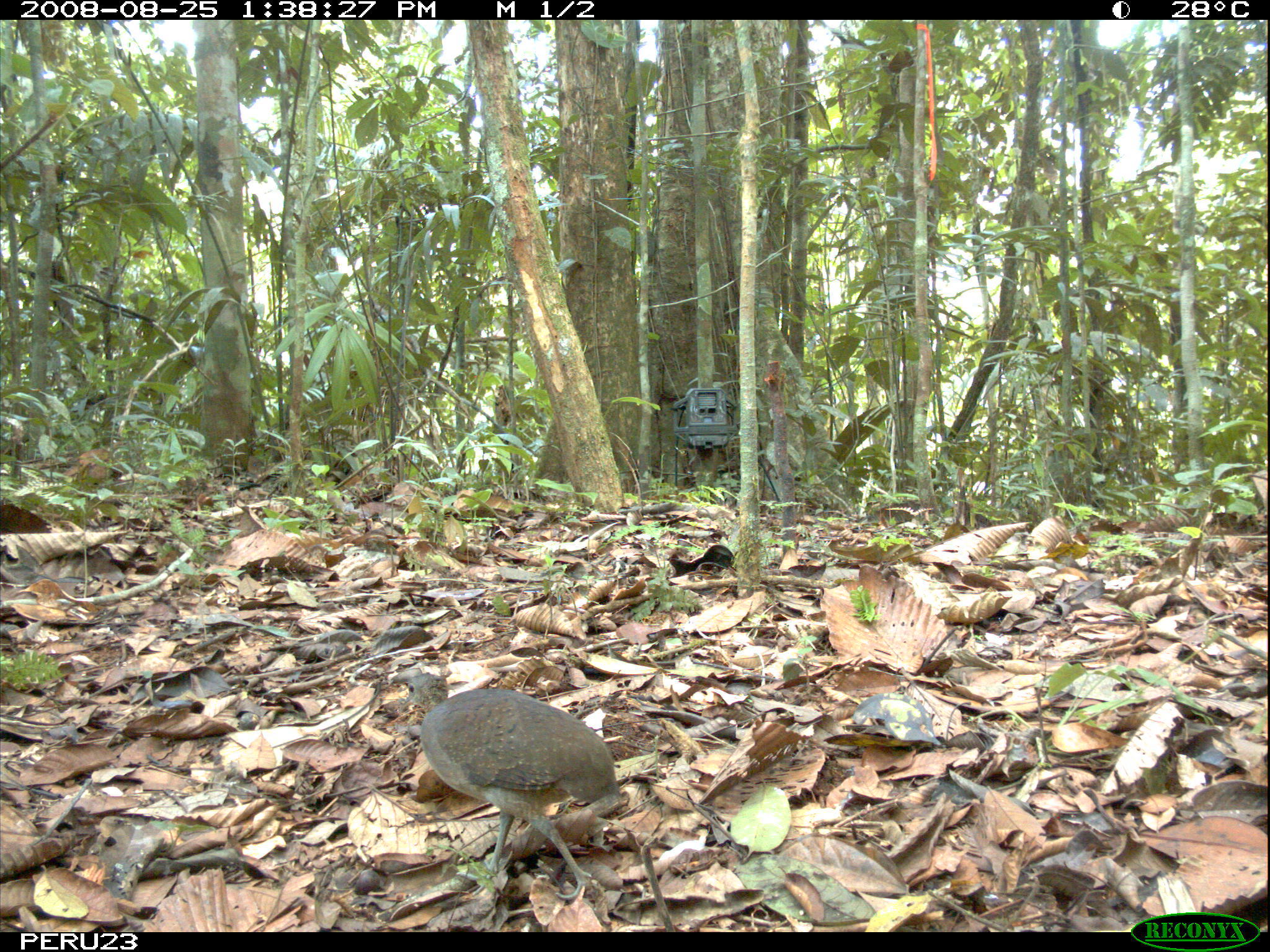 Image of White-throated Tinamou