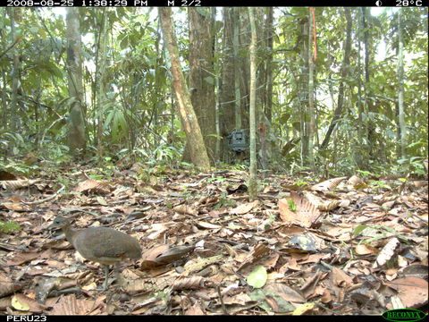 Image of White-throated Tinamou