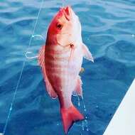 Image of Pacific red snapper