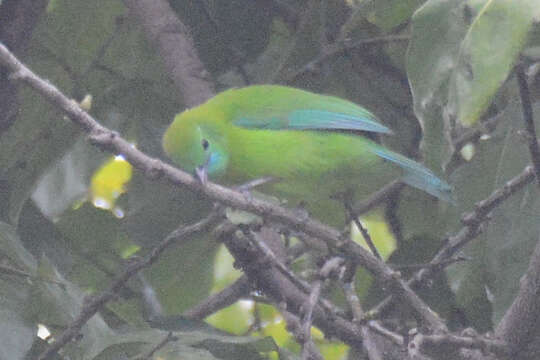 Image of Chloropsis cochinchinensis cochinchinensis (Gmelin & JF 1789)