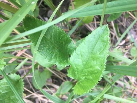 Image of Schweinitz's ragwort