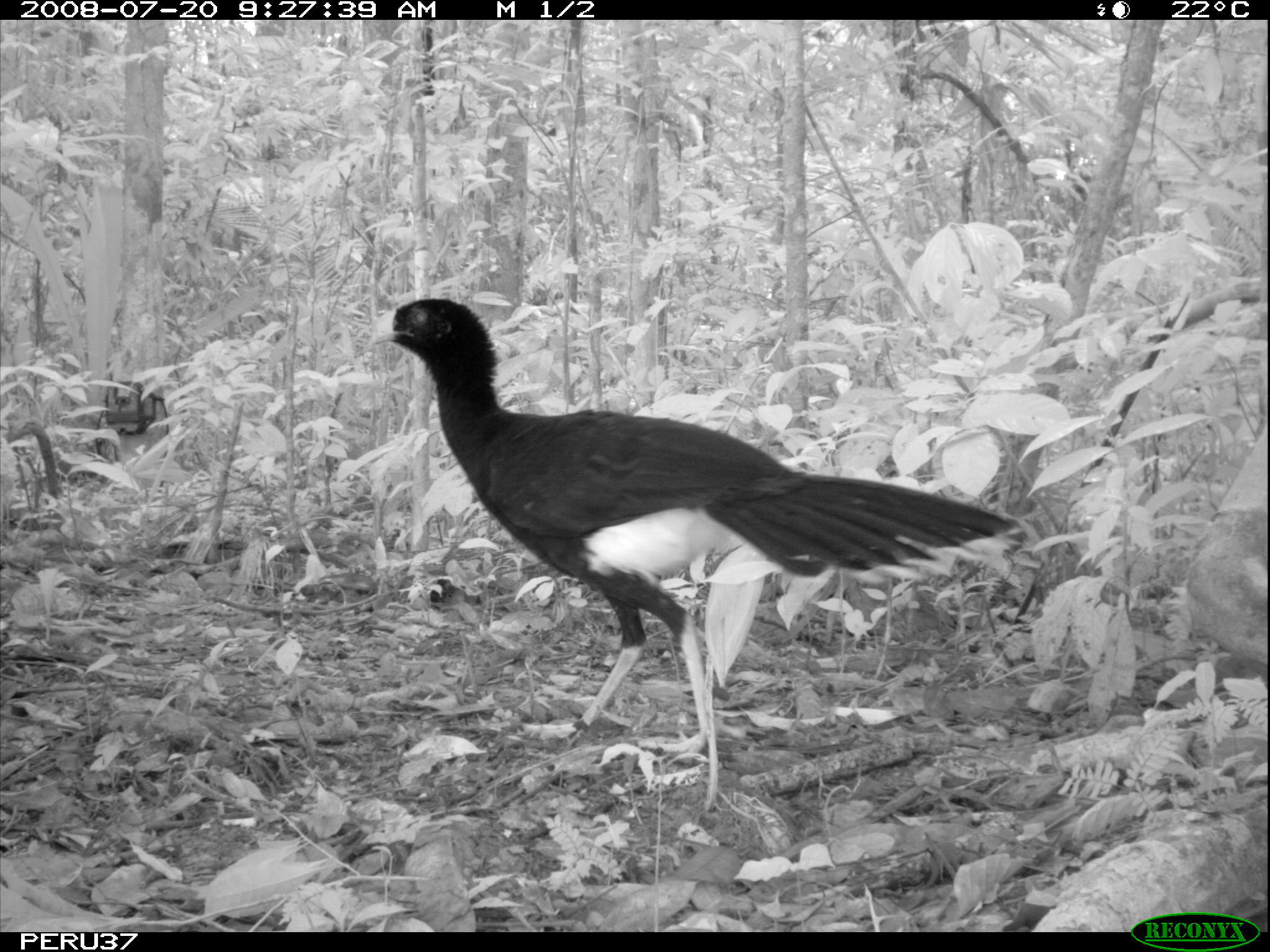 Image of Salvin's Currasow