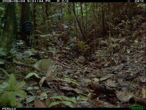 Image of Rufous-capped Antthrush