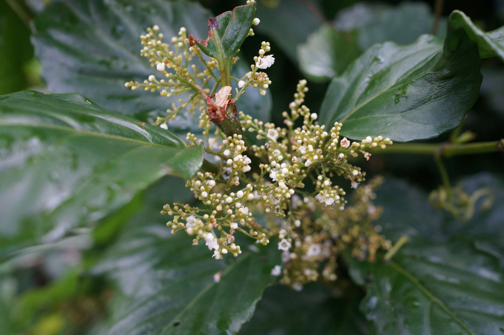 Image of Maesa lanyuensis Yuen P. Yang