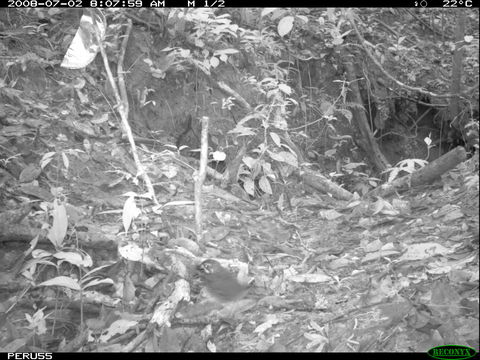 Image of Striated Ant Thrush