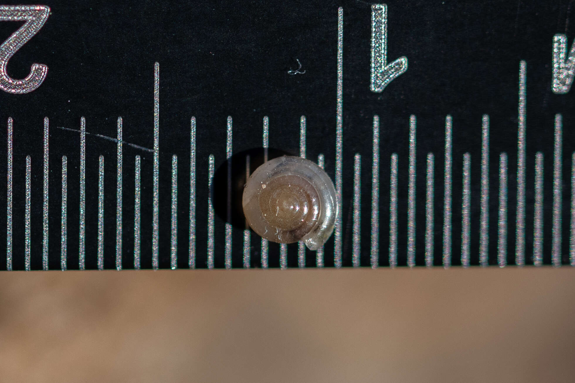 Vitrea contracta (Westerlund 1871) resmi