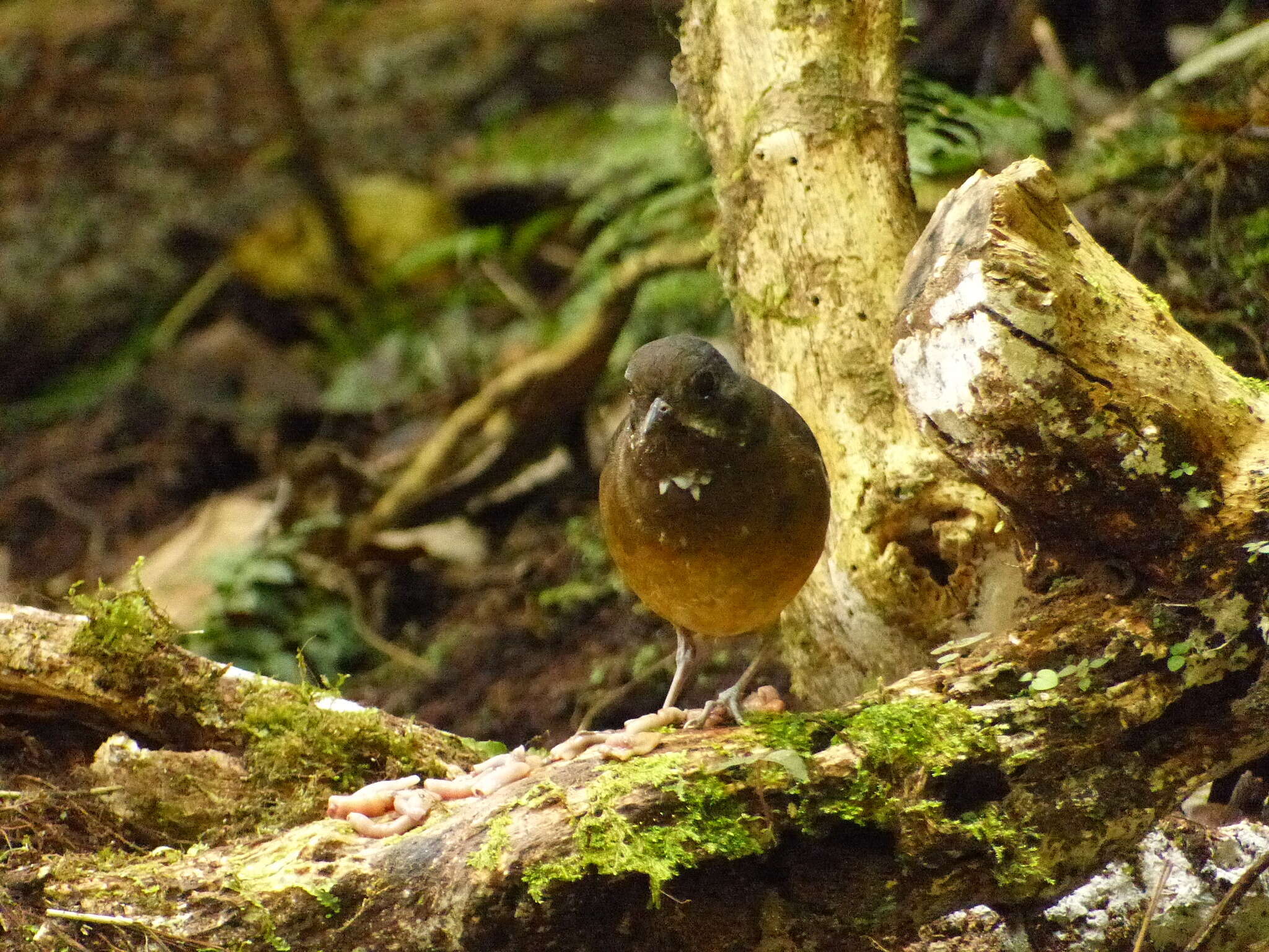 Image of Moustached Antpitta