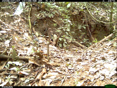 Image of Saphire Quail Dove