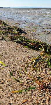 Imagem de Posidonia australis Hook. fil.