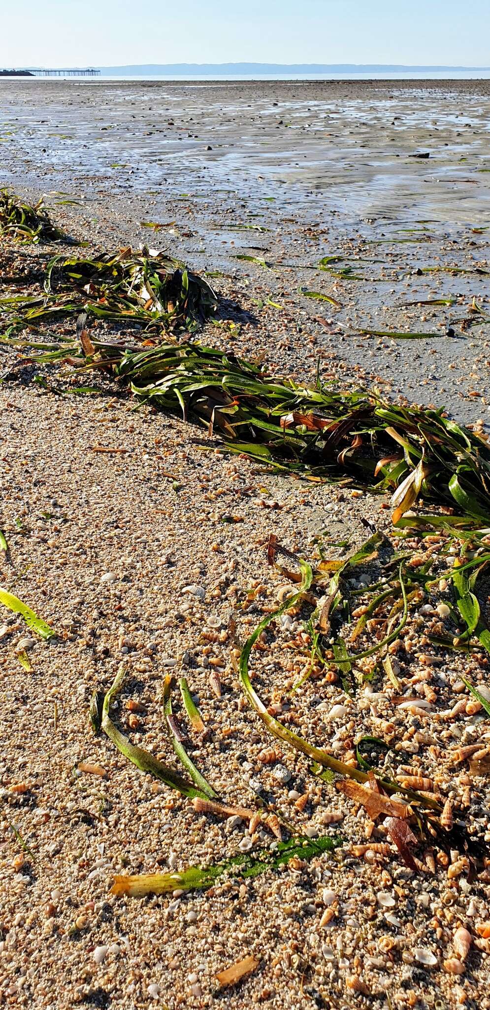 Слика од Posidonia australis Hook. fil.