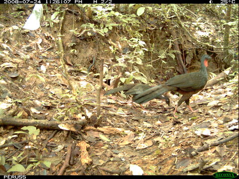 Image of Spix's Guan