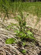 Image of Rayless Mountain Groundsel