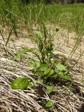 Image of Rayless Mountain Groundsel