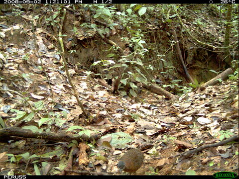 Image of Variegated Tinamou