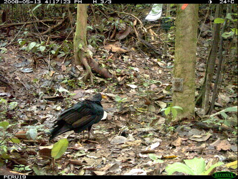 Cathartes melambrotus Wetmore 1964 resmi