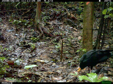 Image of Greater Yellow-headed Vulture