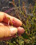 Image de Oenothera hexandra (Sesse & Moc. ex Ortega) W. L. Wagner & Hoch