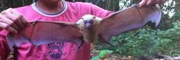 Image of Little Golden-mantled Flying Fox