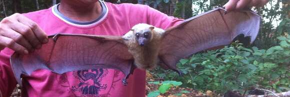 Image of Little Golden-mantled Flying Fox