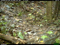 Image of Gray Fronted Dove