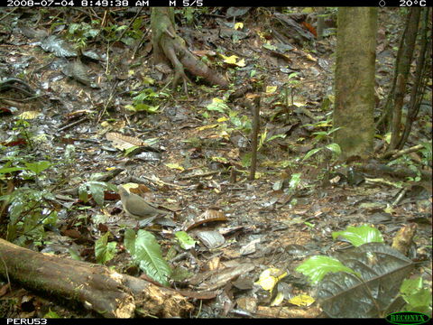 Image of Gray Fronted Dove