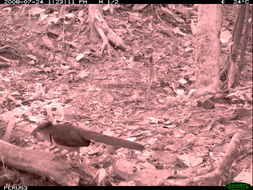 Image of Rufous-vented Ground-cuckoo