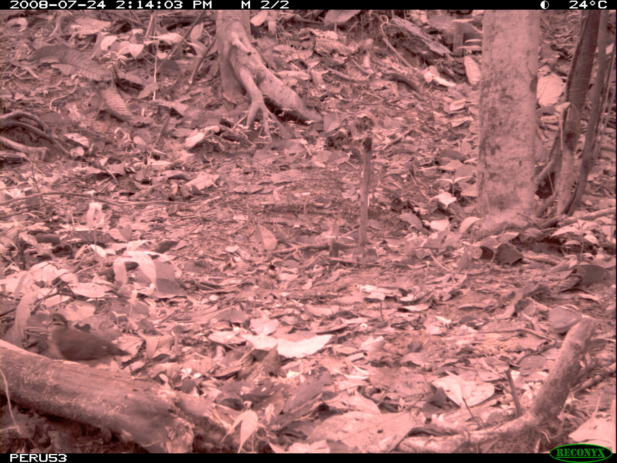 Image of Saphire Quail Dove