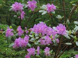 Image of Rhododendron mucronulatum subsp. sichotense (Pojark.) A. Khokhr.