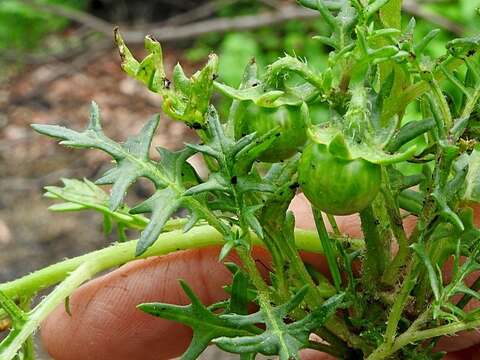 Image of cutleaf nightshade