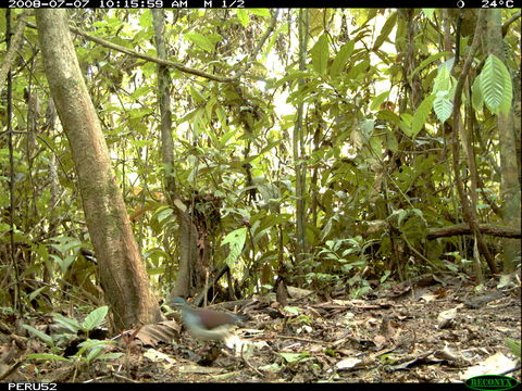 Image of Saphire Quail Dove