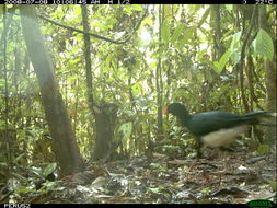 Image of Salvin's Currasow