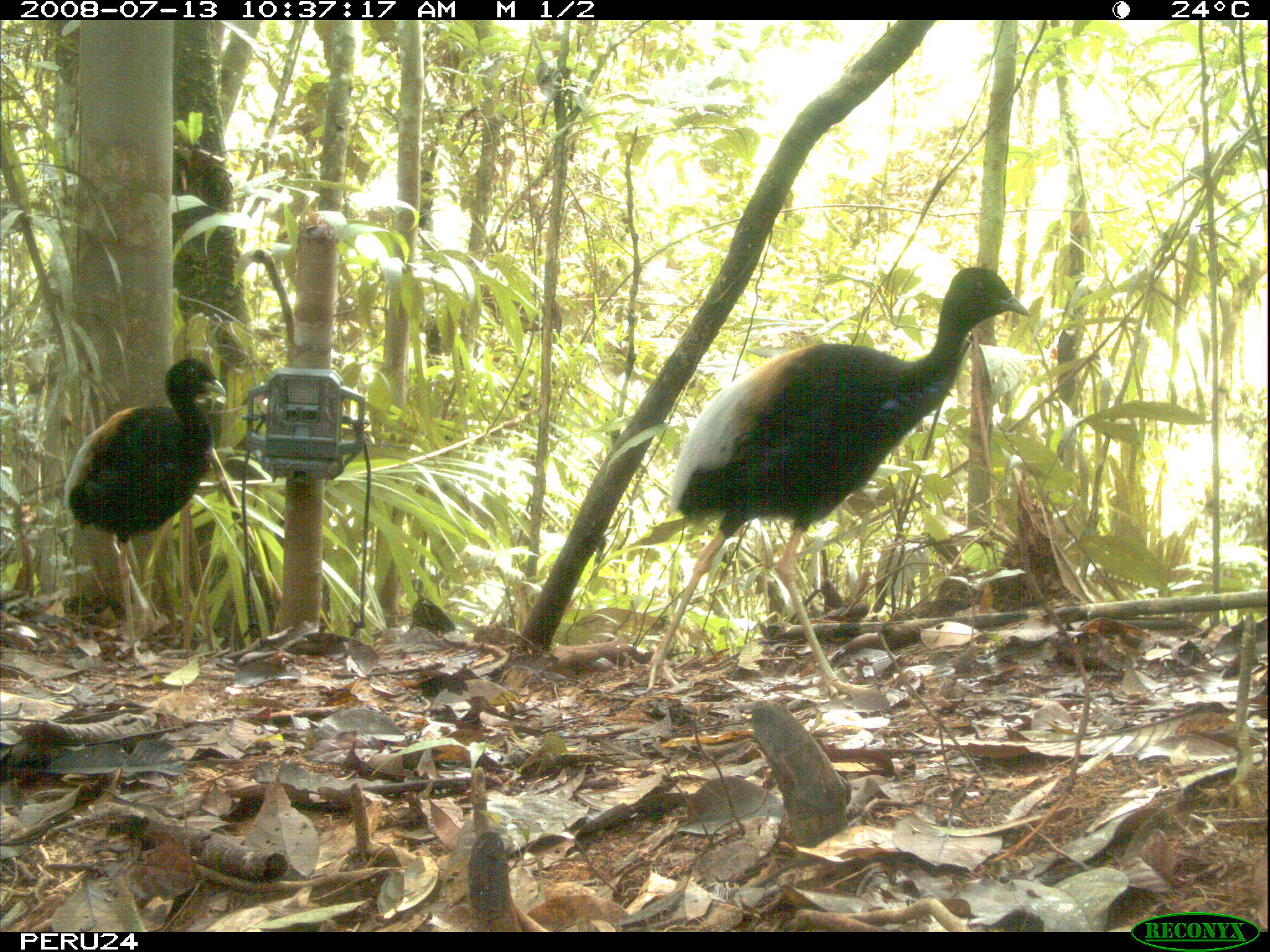 Image of Grey-winged Trumpeter